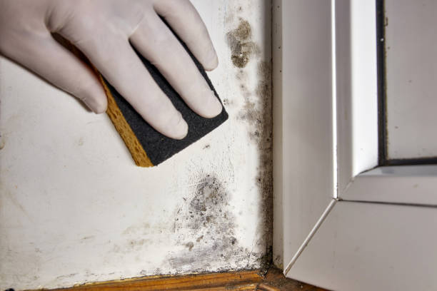 Reliable Ocean View, DE Mold Removal Solutions